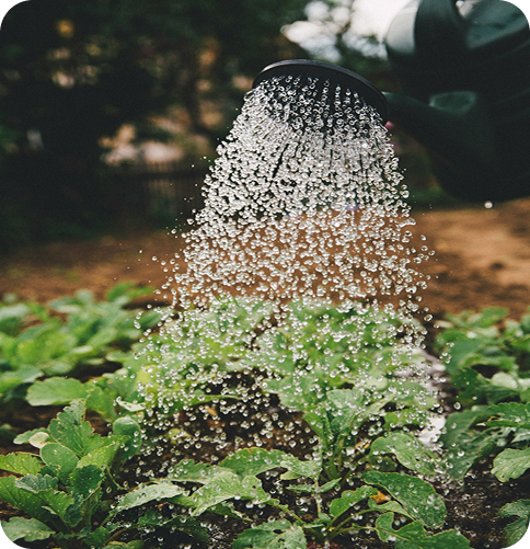 watering